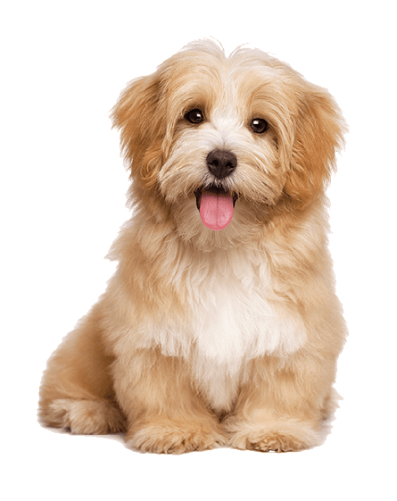 dog image